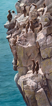 Load image into Gallery viewer, pembrokeshire guillemots painting by artist david miller