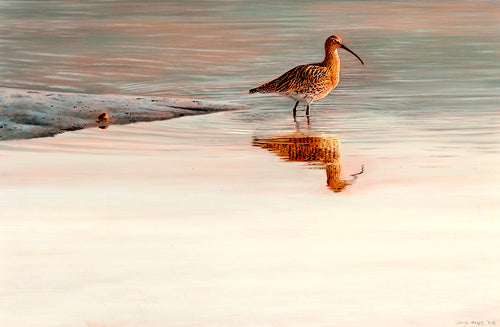 Ebb tide curlew bird art print by wildlife artist David Miller