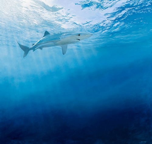 Underwater blue shark art print by wildlife artist david miller