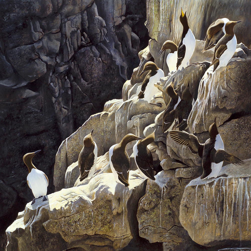 Guillemot rookery, stack rocks, pembrokeshire.  Bird art print by David Miller