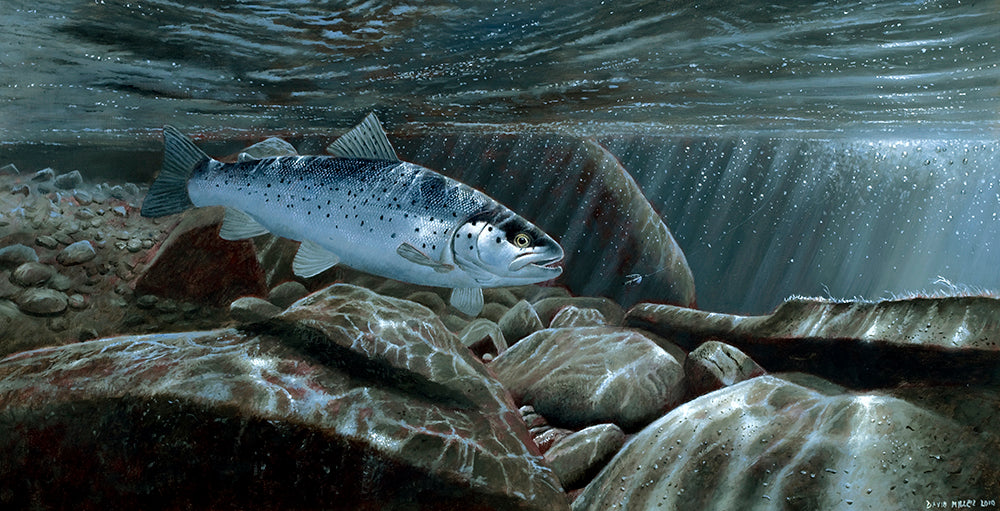 Sea Trout – David Miller Fish & Wildlife Art