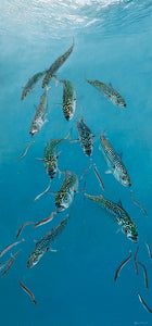 Underwater mackerel hunting sand eels. Fish art print by artist David Miller