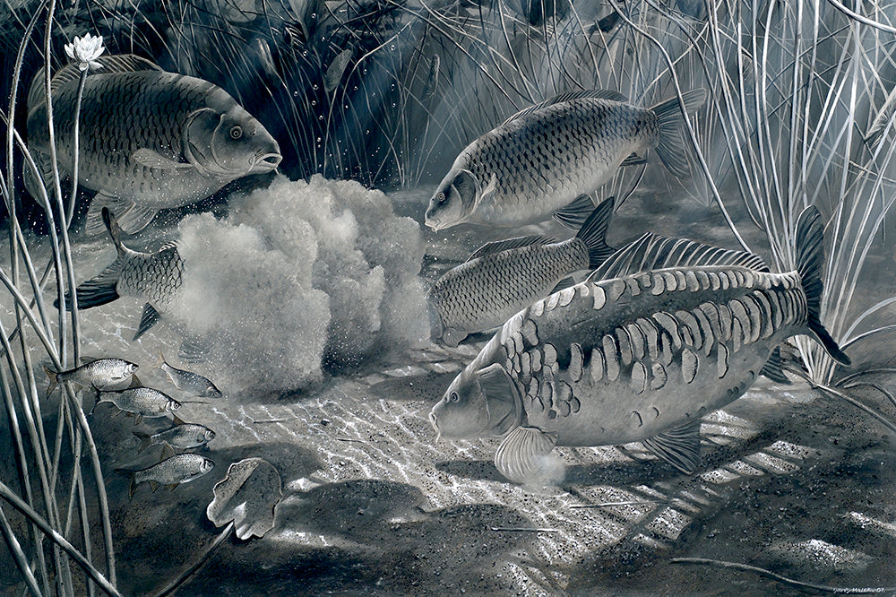 Midnight Feast black and white fish art print of carp feeding at night underwater by wildlife artist David Miller. Cyprinus carpio.