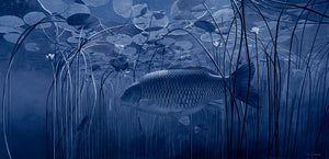 Moonlight Sonata carp in underwater lilies. Black and white fish art print by wildlife artist David Miller. Cyprinus carpio.