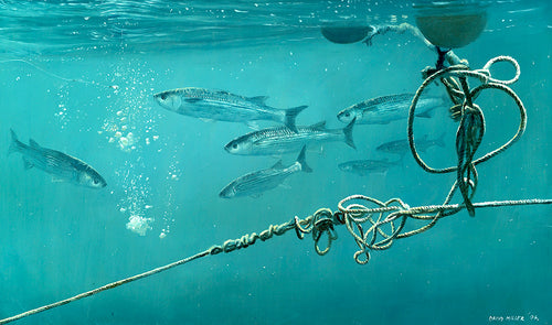 Underwater mullet shoal feeding on breadcrumbs with buoys and a rope in the foreground. Fish art print from an original painting by artist David Miller