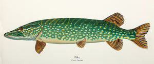 Fish art illustration of a northern pike in full colour by wildlife artist David Miller