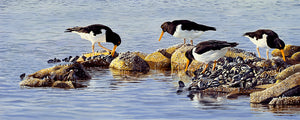 Bird art print of four oystercatchers feeding on a mussel bed in bright sunlight as the tide ebbs.  From an original painting by wildlife artist David Miller