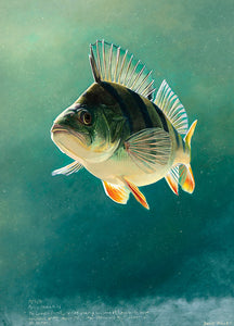 Study of a european perch underwater. Fish art print from an original painting by wildlife artist David Miller