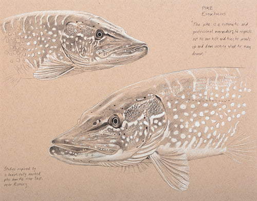 Fish art print of two pike from an original pencil study by wildlife artist David Miller