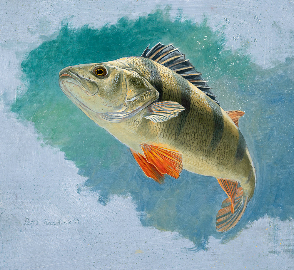 Study of a turning perch in full colour. Fish art print from an original oil by artist David Miller