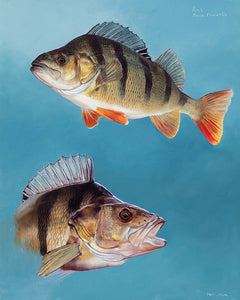 Study of two Perch (Perca fluviatilis). Fish art print from an original oil by artist David Miller