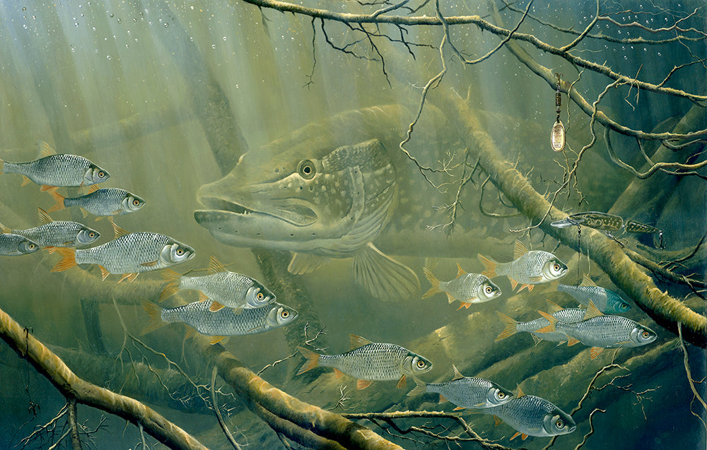 Pike and Roach by David Miller, Fishing Art – Planet Prints