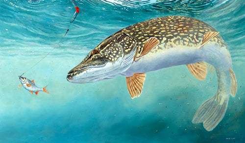 Underwater turning pike about to take a live-bait roach. Fishing art by David Miller