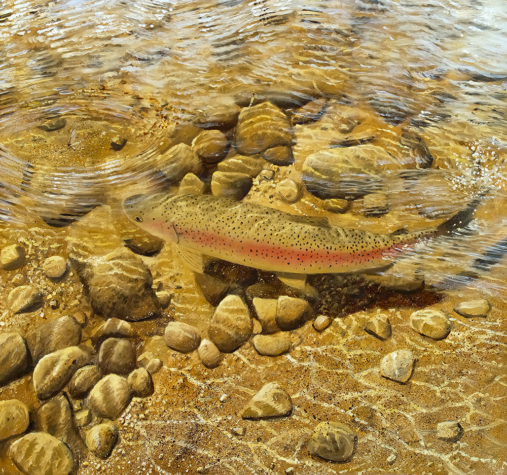 Fish art print of a rainbow trout seen from above in a clear pool, about to take a mayfly.  From an original oil by artist David Miller