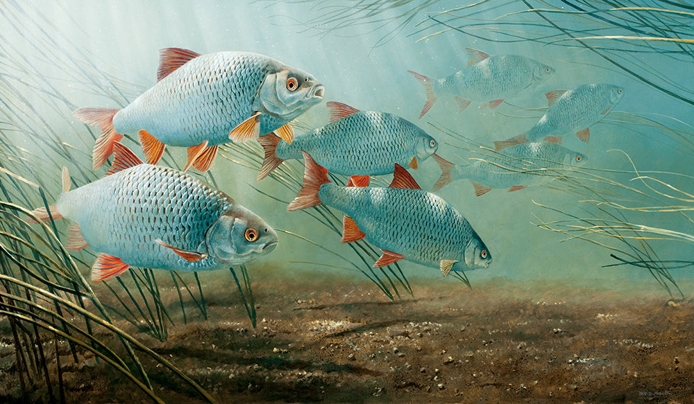 Fish art print of an underwater shoal of roach in a brightly lit river. From an original painting by wildlife artist David Miller