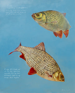 Rudd Studies open edition fish art print of two rudd by wildlife artist David Miller. Scardinius erythrophthalmus.