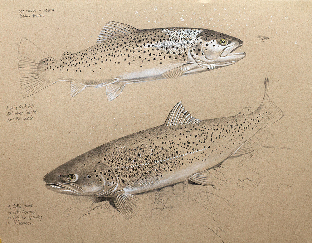 Sea Trout Study II – David Miller Fish & Wildlife Art