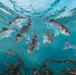 Fish art print of a shoal of european bass underwater by artist David Miller