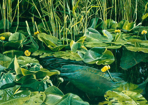 Fish art print of two carp amongst lilies, seen from the surface.  from an original painting by artist David Miller