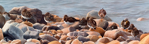 Bird art print of a group of turnstones roosting amongst rocks as the tide turns.  from an original painting by wildlife artist David Miller