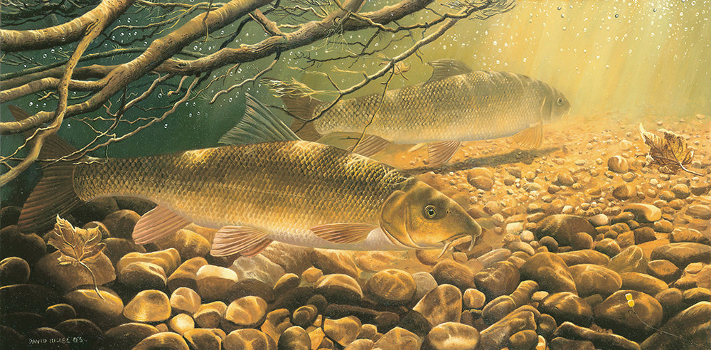 Fish art print of two barbel under willow tree roots in a peaty, rocky river.  From an original painting by artist David Miller