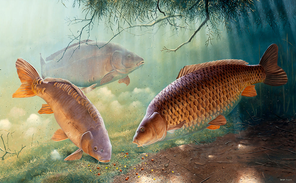 Leather, linear and common carp feeding underwater. Fish art print by artist David Miller