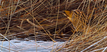 Load image into Gallery viewer, Limited edition bird art print of a bittern amongst winter reeds and snow from an original painting by artist David Miller