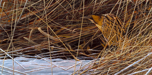 Limited edition bird art print of a bittern amongst winter reeds and snow from an original painting by artist David Miller