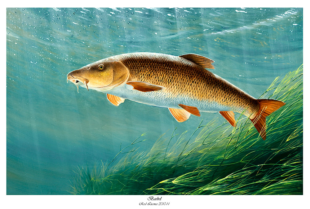 Rod Licence Barbel 2010 | David Miller Art – David Miller Fish ...