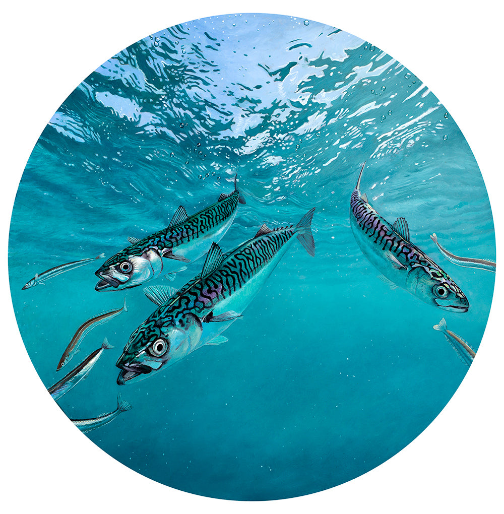 underwater mackerel fish art print by artist david miller