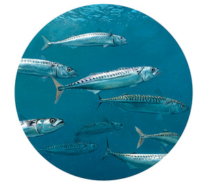 Underwater mackerel fish art print by artist David Miller