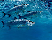 Load image into Gallery viewer, Underwater tarpon fish art print by wildlife artist David Miller