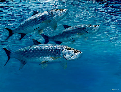 Underwater tarpon fish art print by wildlife artist David Miller