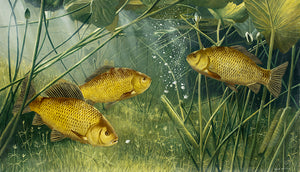 underwater crucian carp art print by wildlife and fish artist david miller