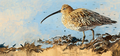 Bird art print of a curlew by wildlife artist David Miller