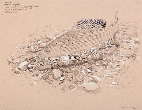 Fish art print of a grayling underwater from an original pencil by wildlife artist David Miller