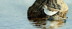 Bird art print of a wading greenshank by wildlife artist David Miller