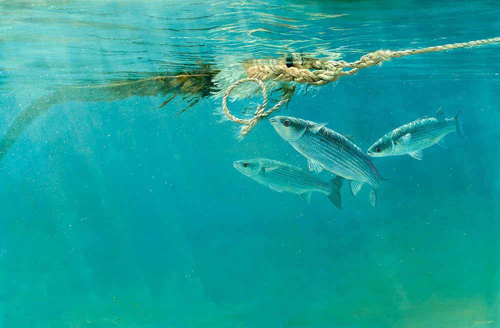 Mullet Fishing – David Miller Fish & Wildlife Art