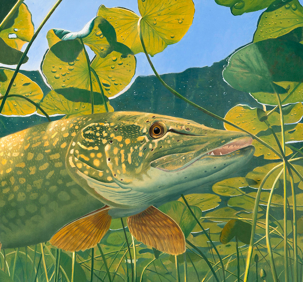 Under the Heat Struck Lily Pads | David Miller Art – David Miller Fish ...