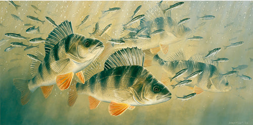 Limited edition fish art print of perch hunting minnows by wildlife artist David Miller