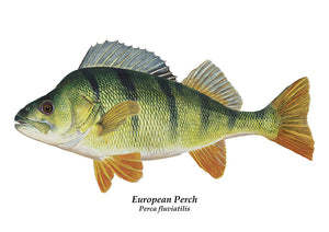 Perch, Perca fluviatilis fish art colour illustration print by wildlife artist david miller