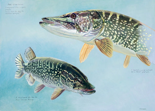 Study of two pike in colour. Fish art print from an original painting by artist David Miller