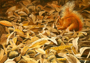 Wildlife art print of a red squirrel eating sweet chestnuts amidst fallen golden chestnut leaves.  From an original painting by wildlife artist David Miller