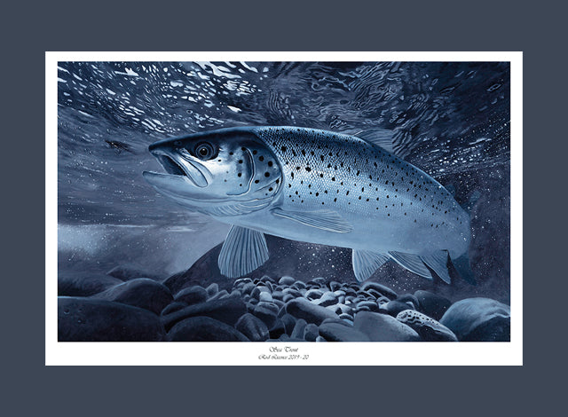 Sea Trout | David Miller Art – David Miller Fish & Wildlife Art