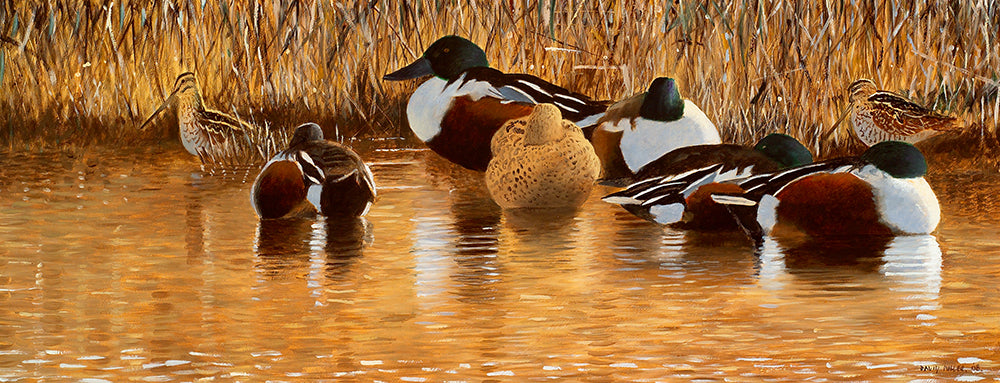 Shoveler and Snipe – David Miller Fish & Wildlife Art