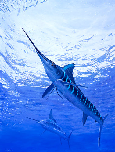 Fish art canvas print of two striped marlin underwater by artist David Miller