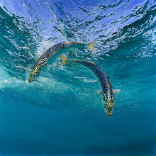 Load image into Gallery viewer, Fish art print of two mackerel underwater by wildlife artist David Miller